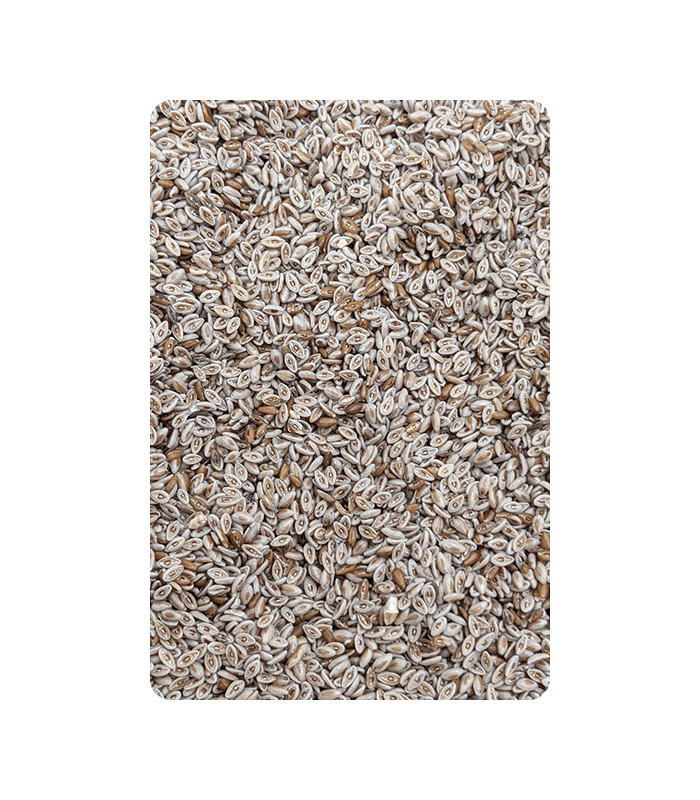 Psyllium seed
